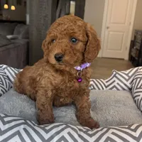 Ava - Mini, a female Miniature Goldendoodle for sale in Warsaw, NY – Photo 4 of 5