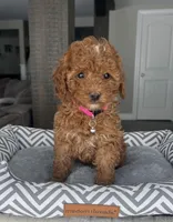 Abbie - Mini, a female Miniature Goldendoodle for sale in Warsaw, NY – Photo 1 of 4