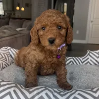 Ava - Mini, a female Miniature Goldendoodle for sale in Warsaw, NY – Photo 1 of 5