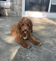 Gunner - Mini, a male Miniature Goldendoodle for sale in Warsaw, NY – 3 of 4