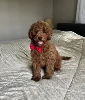Reece - Mini, a male Miniature Goldendoodle for sale in Warsaw, NY – 2 of 5