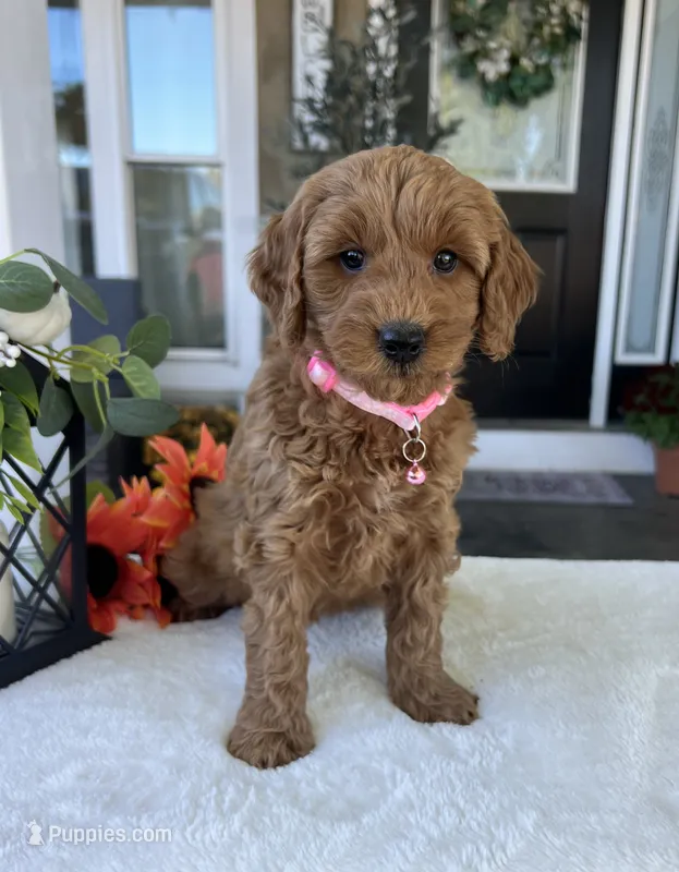 Lacey - Medium – Goldendoodle puppy for sale in Warsaw, NY