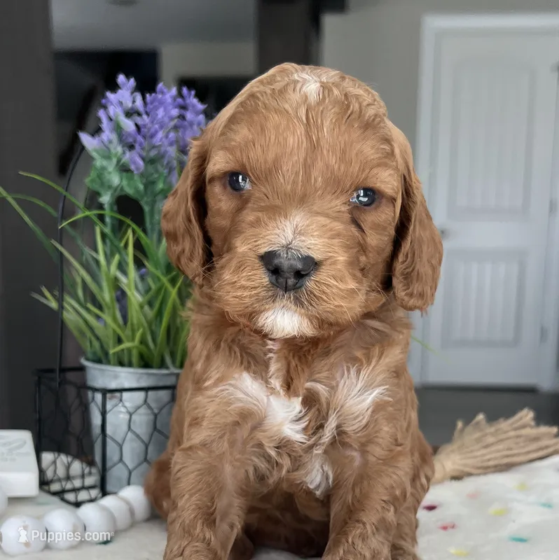 Blaze - Medium – Goldendoodle puppy for sale in Warsaw, NY
