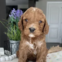 Blaze - Medium, a male Goldendoodle for sale in Warsaw, NY – 1 of 3