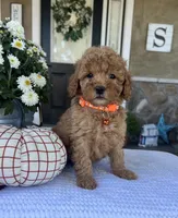 Scarlett - Mini, a female Miniature Goldendoodle for sale in Warsaw, NY – 3 of 4