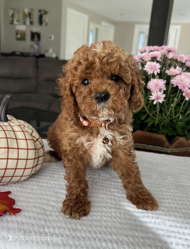 Atlas - Mini – Miniature Goldendoodle puppy for sale in Warsaw, NY