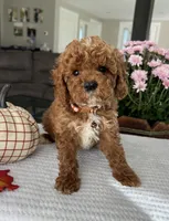 Atlas - Mini, a male Miniature Goldendoodle for sale in Warsaw, NY – 1 of 4