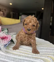 Zara - Mini, a female Miniature Goldendoodle for sale in Warsaw, NY – 2 of 3
