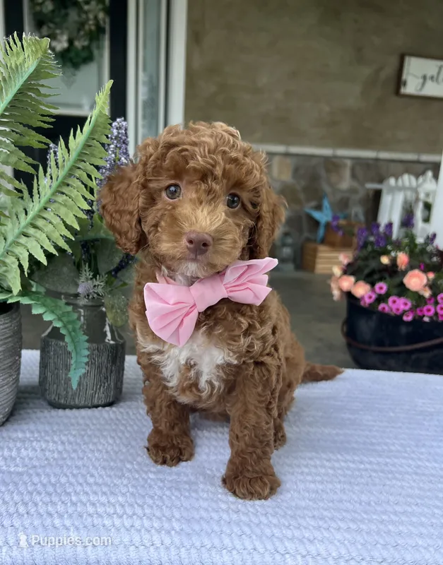 River - Mini – Miniature Goldendoodle puppy for sale in Warsaw, NY