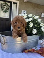Salem - Mini, a female Miniature Goldendoodle for sale in Warsaw, NY – 3 of 4
