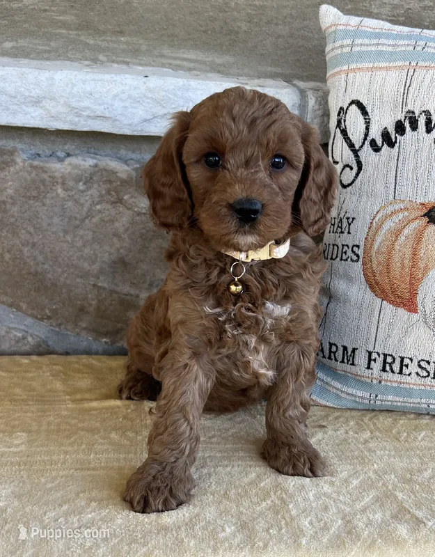 Brynlee - Medium – Goldendoodle puppy for sale in Warsaw, NY