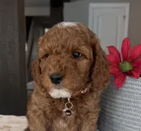 Blitz - Mini, a male Miniature Goldendoodle for sale in Warsaw, NY – Photo 2 of 4