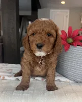 Blitz - Mini, a male Miniature Goldendoodle for sale in Warsaw, NY – Photo 3 of 4