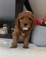 Blitz - Mini, a male Miniature Goldendoodle for sale in Warsaw, NY – Photo 1 of 4