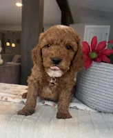 Blitz - Mini, a male Miniature Goldendoodle for sale in Warsaw, NY – Photo 4 of 4