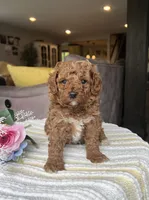 Zack - Mini, a female Miniature Goldendoodle for sale in Warsaw, NY – 3 of 4