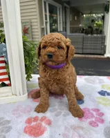 Harper - Mini, a female Miniature Goldendoodle for sale in Warsaw, NY – 4 of 4
