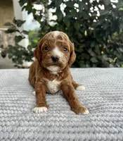 Luna - Mini, a female Miniature Goldendoodle for sale in Warsaw, NY – 3 of 3