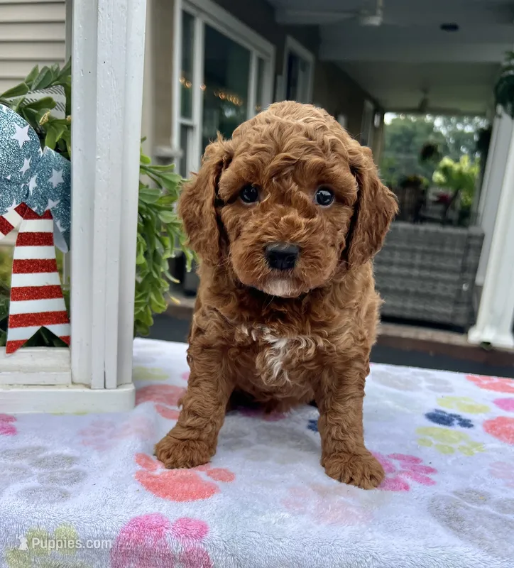 Henry - Mini – Miniature Goldendoodle puppy for sale in Warsaw, NY