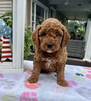 Henry - Mini, a male Miniature Goldendoodle for sale in Warsaw, NY – 1 of 4