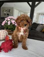 Abbie - Mini, a female Miniature Goldendoodle for sale in Warsaw, NY – 2 of 5