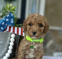 Winnie - Medium, a female Goldendoodle for sale in Warsaw, NY – 2 of 4