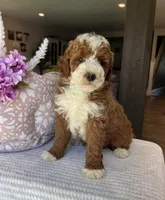 Grant - Mini, a male Miniature Goldendoodle for sale in Warsaw, NY – 1 of 4