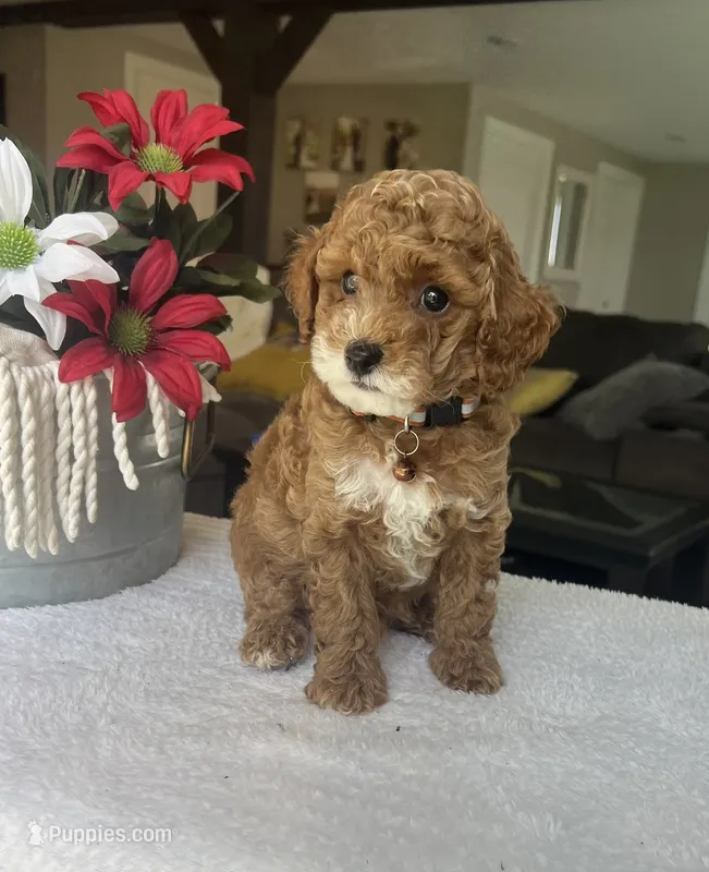 Rory - Mini – Miniature Goldendoodle puppy for sale in Warsaw, NY