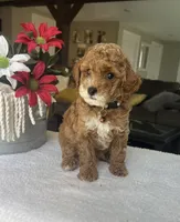 Rory - Mini, a male Miniature Goldendoodle for sale in Warsaw, NY – 1 of 4