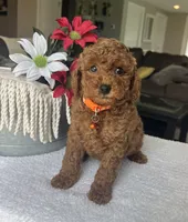 Rylie - Mini, a male Miniature Goldendoodle for sale in Warsaw, NY – 3 of 4