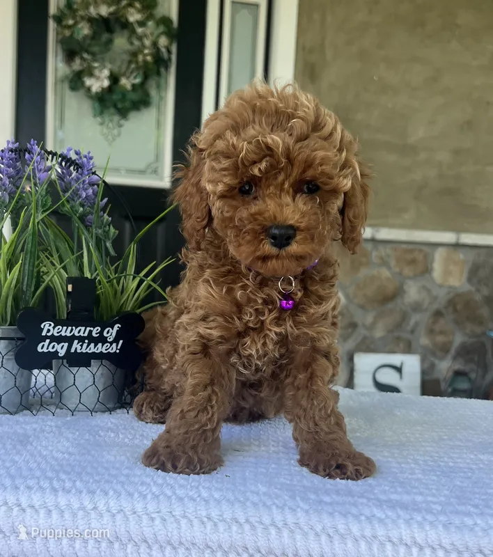 Zara - Mini – Miniature Goldendoodle puppy for sale in Warsaw, NY