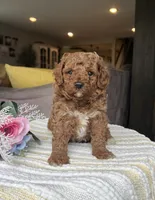 Zack - Mini, a female Miniature Goldendoodle for sale in Warsaw, NY – 2 of 4