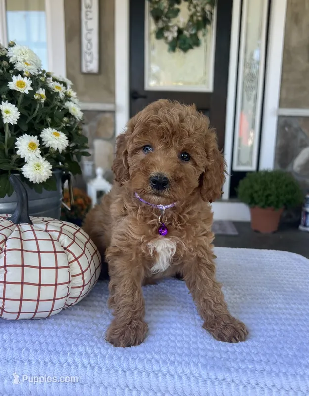 Sophie - Mini – Miniature Goldendoodle puppy for sale in Warsaw, NY