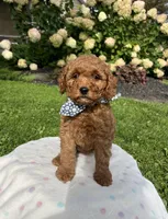 Harper - Mini, a female Miniature Goldendoodle for sale in Warsaw, NY – 3 of 4
