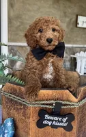 Winston - Medium, a female Goldendoodle for sale in Warsaw, NY – 4 of 4