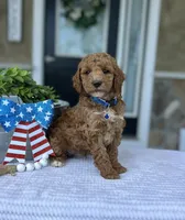 Wade - Medium, a female Goldendoodle for sale in Warsaw, NY – 3 of 4