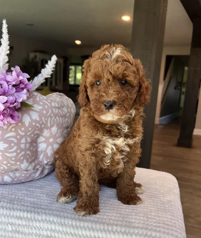 Gunner - Mini – Miniature Goldendoodle puppy for sale in Warsaw, NY