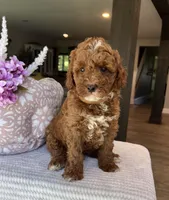 Gunner - Mini, a male Miniature Goldendoodle for sale in Warsaw, NY – 1 of 4