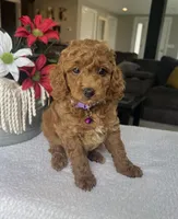 Rosie - Mini, a female Miniature Goldendoodle for sale in Warsaw, NY – 4 of 5