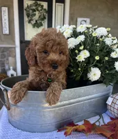 Skye - Mini, a female Miniature Goldendoodle for sale in Warsaw, NY – 4 of 4