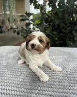 Leo - Mini, a male Miniature Goldendoodle for sale in Warsaw, NY – 3 of 4