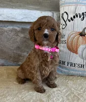 Bailey - Medium, a female Goldendoodle for sale in Warsaw, NY – 2 of 4