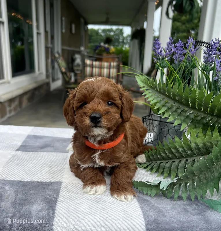 Clara - Mini – Miniature Goldendoodle puppy for sale in Warsaw, NY