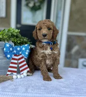 Wade - Medium, a female Goldendoodle for sale in Warsaw, NY – 4 of 4