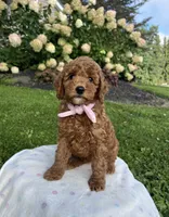 Hazel - Mini, a female Miniature Goldendoodle for sale in Warsaw, NY – 3 of 4