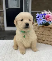 Deisel, a male Golden Retriever for sale in Warsaw, NY – Photo 1 of 4