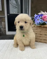 Deisel, a male Golden Retriever for sale in Warsaw, NY – Photo 2 of 4