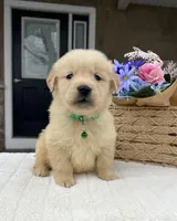 Deisel, a male Golden Retriever for sale in Warsaw, NY – Photo 3 of 4