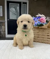Deisel, a male Golden Retriever for sale in Warsaw, NY – Photo 4 of 4
