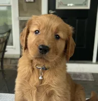 Bentley, a male Golden Retriever for sale in Warsaw, NY – 1 of 4